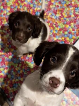 Image 36 of READY NOW Fabulous English springer puppies
