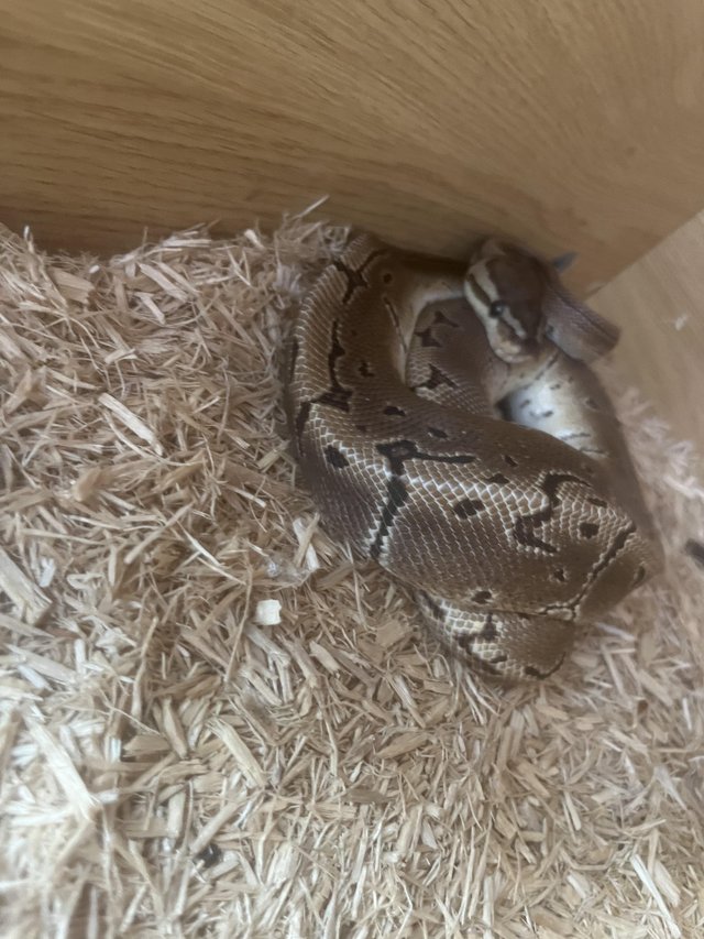 Preview of the first image of 3 year old royal python snake.