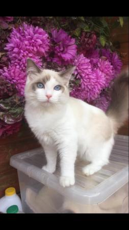 Image 9 of Regis insured fully vaccinated pure Ragdoll kittens £550