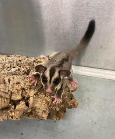 Image 5 of Various baby Sugar gliders available