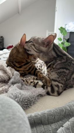 Image 2 of Adult bengal cats for sale