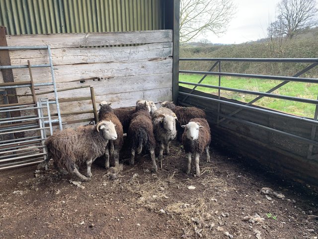 Preview of the first image of Herdwick Ram / Store Lambs For Sale.
