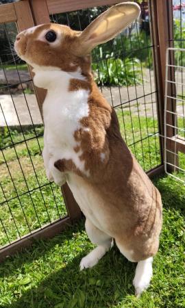 Image 1 of Beautiful white and brown female rabbit.
