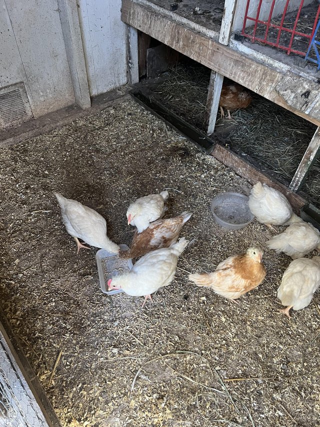 Preview of the first image of 8 week old hybrid chicks (sex linked both females and males).