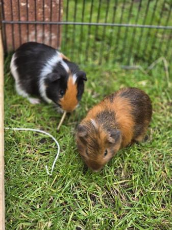 Image 4 of 11 week old male Guinea pigs