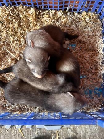 Image 6 of Working ferret kits - looking for new home