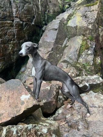 Image 5 of Stunning KC Whippet Pups For Sale