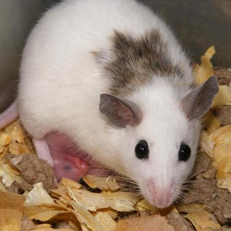 Image 2 of African Soft Fur (ASF) mice for sale - priced per pair