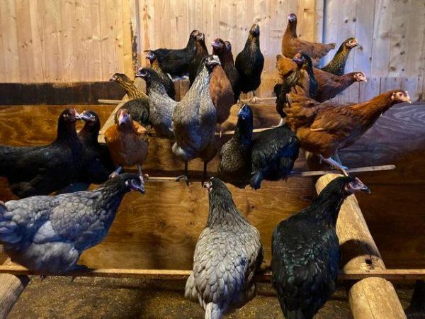 Image 2 of Chickens for Sale | Various Breeds | Hybrid Hens