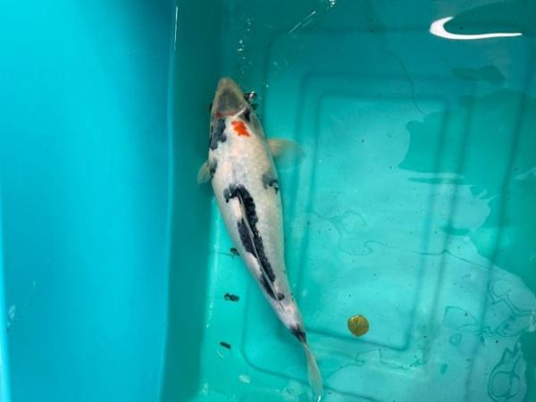 Image 4 of Japanese Koi reared from Fry