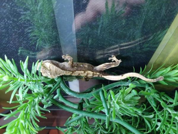 Image 5 of Crested gecko babies for sale