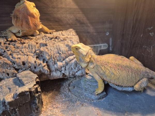 Image 5 of Male and female bearded dragon with everything