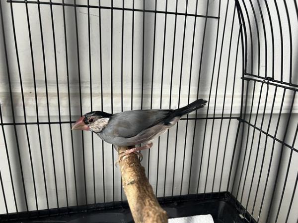 Image 5 of Baby male Java sparrow for sale