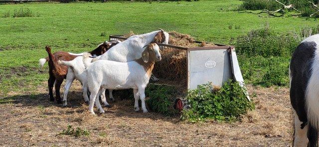 Image 5 of Beautiful Boer Goats Doelings Available