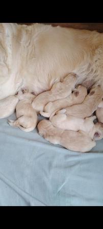 Image 5 of Golden retriever puppies for sale