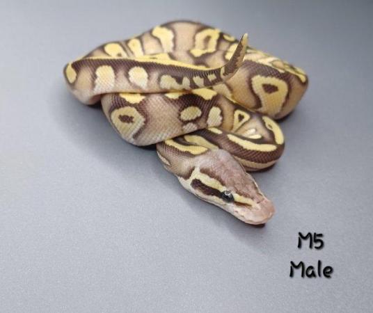 Image 24 of Various Hatchling Ball Python's CB23 - Availability List