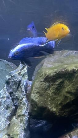 Image 2 of Mixed cichlids all for sale