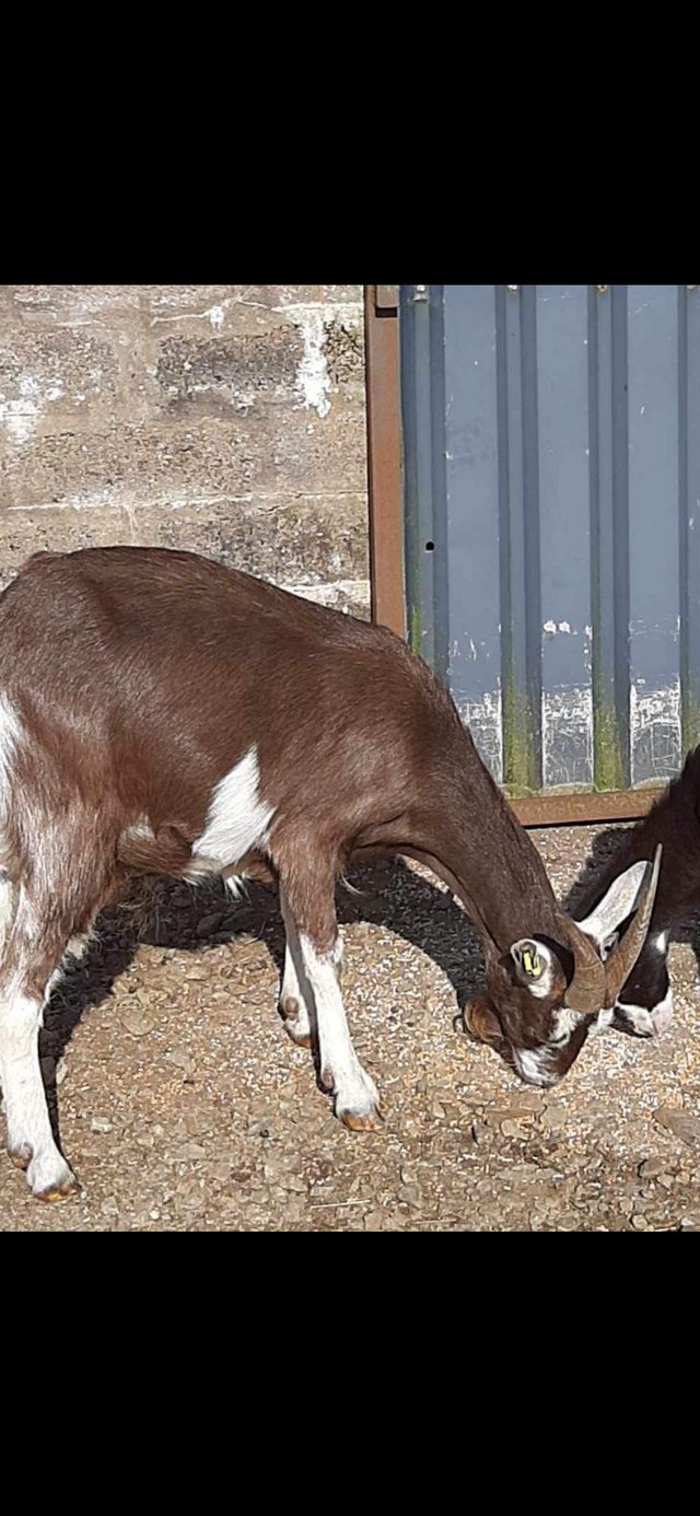Preview of the first image of 2 Female Goats for sale good natured.