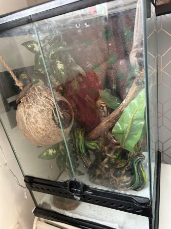 Image 5 of Juvenile crested gecko and tank for sale