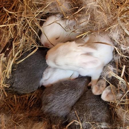 Image 4 of Pure Bred Mini Lop Bunnies, Handled By Children.