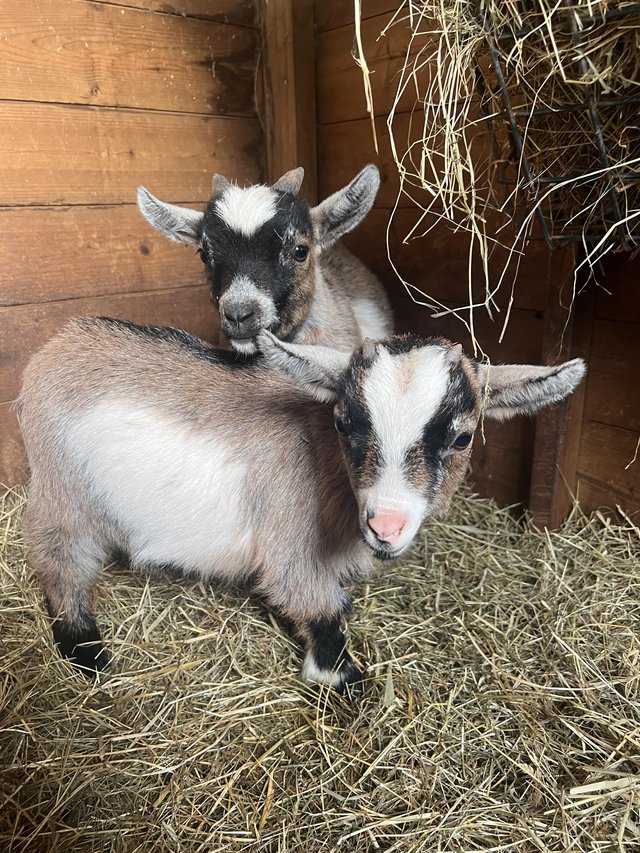 Preview of the first image of Pedigree Pygmy goat kids.