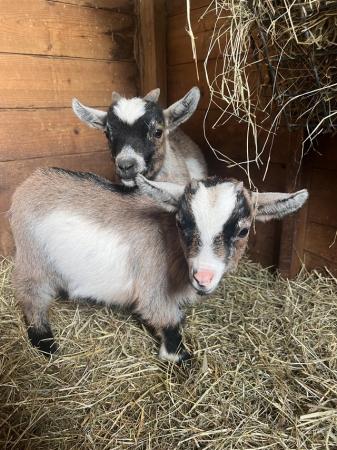 Image 1 of Pedigree Pygmy goat kids