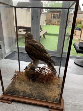 Image 2 of Ornamental, Sparrow Hawk with prey, in cabinet, taxidermy