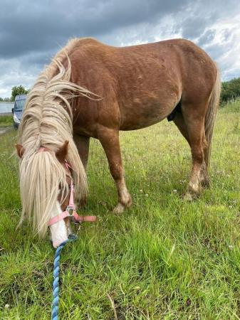Image 43 of 10-13hh Lead Rein, Ridden Mare, Projects, Pets, Cobs, Welsh.