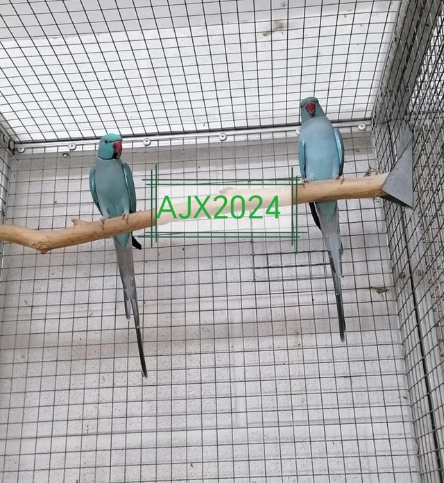 Preview of the first image of 3 Pairs of Indian Ringnecks.