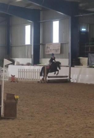 Image 20 of 12.2 section C gelding - super fun pony club all rounder