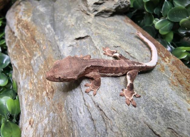 Image 3 of Stunning collection of lily whites/normal crested gecko's