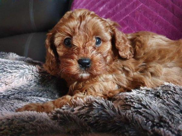 Image 63 of RED KC REG TOY POODLE FOR STUD ONLY! HEALTH TESTED