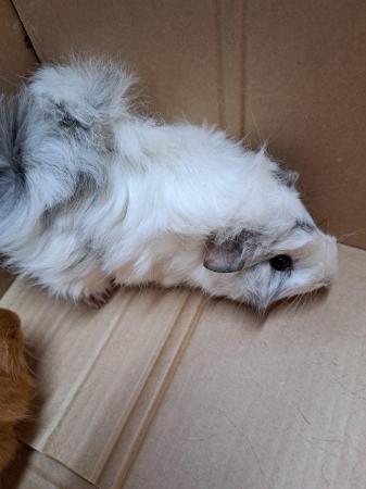 Image 4 of Trio of Baby Male Guinea Pigs For Sale