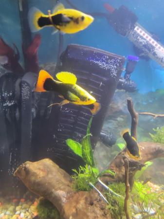 Image 5 of 1.50 each Platy fish for sale very pretty!!