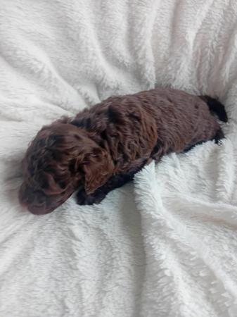 Image 8 of Stunning F2b Quality sproodle  puppies