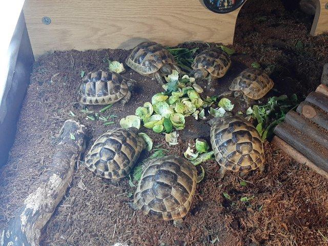 Preview of the first image of 1 year old Baby Spur Thigh Tortoises for sale.