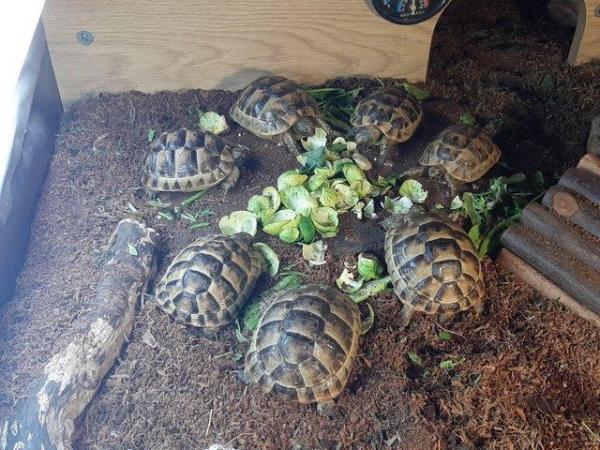 Image 1 of 1 year old Baby Spur Thigh Tortoises for sale