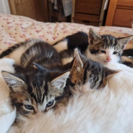 Image 5 of Tabbie kittens 8 weeks old