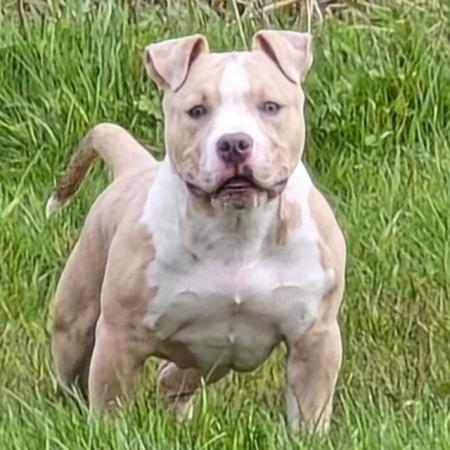 Image 1 of 6 month old male pocket bully