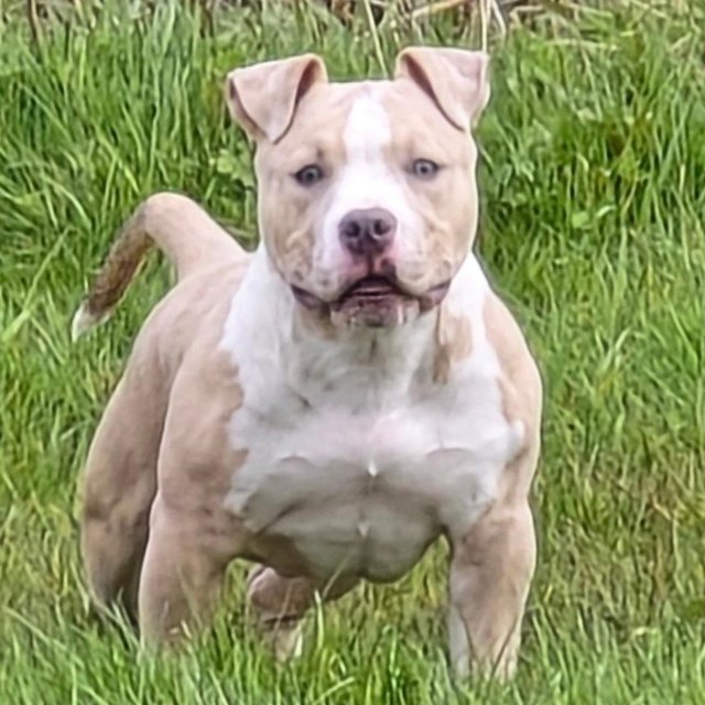 Preview of the first image of 6 month old male pocket bully.
