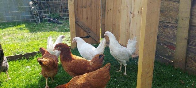 Image 3 of Point of lay British Blacktail brown hens for sale