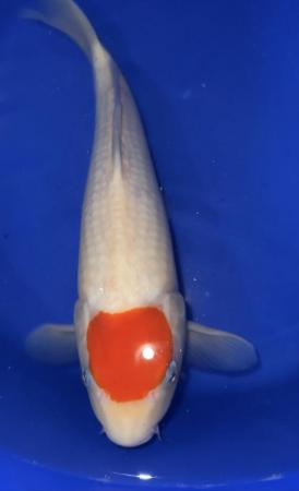 Image 4 of Japanese koi ???? for sale numerous breeds