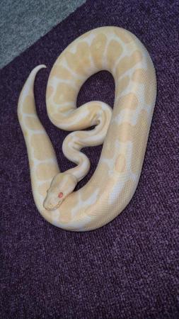 Image 2 of Albino royal ball python :) :)