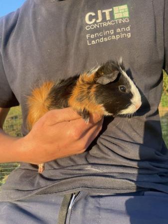 Image 3 of Male guinea pig for sale
