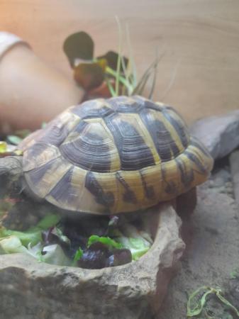Image 5 of 3 year old herrmans tortoise with complete set up