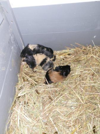 Image 5 of Baby Guinea pigs looking for new postcode