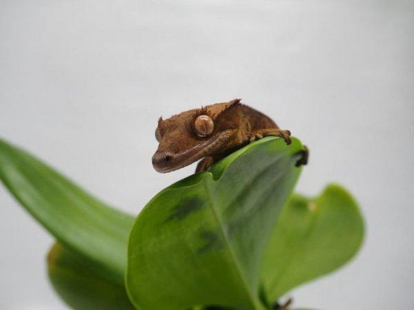 Image 4 of Crested Gecko Juvenile Male - Red Dalmatian