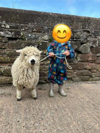 Image 1 of 1 pure & 2 3/4 greyface Dartmoor lambs