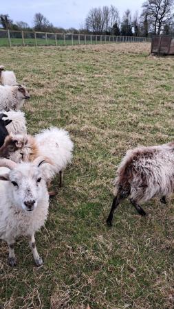Image 3 of 8 shearling boreray ewes
