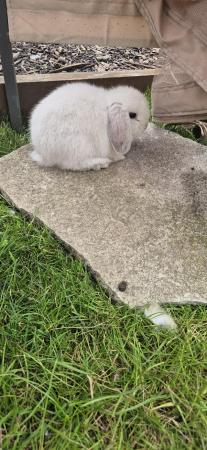 Image 3 of 2 Beautiful Female Mini Lop Rabbits